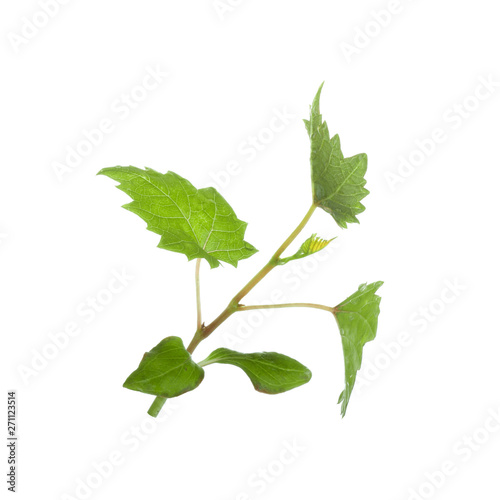 fresh green leaves of grape isolated on white background