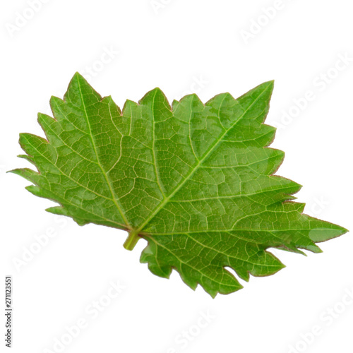 fresh green leaf of grape isolated on white background