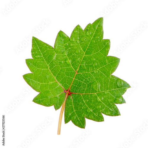 fresh green leaf of grape isolated on white background