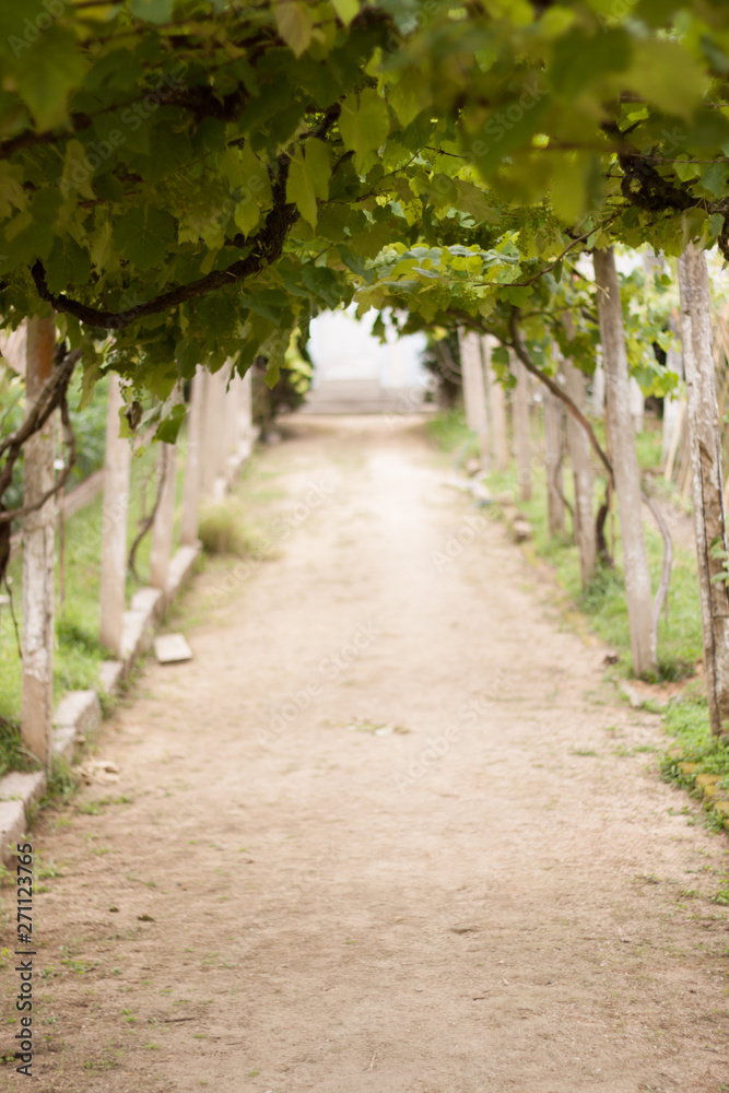 Fototapeta premium path in the park