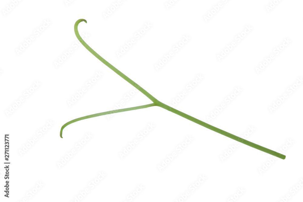fresh greengrapevine tendril isolated on white background fresh greengrapevine tendril isolated on white background