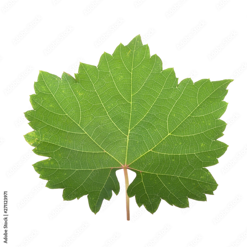 fresh green leaf of grape isolated on white background fresh green leaf of grape isolated on white background