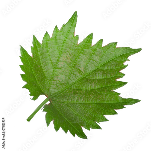 Canvas Print fresh green leaf of grape isolated on white background