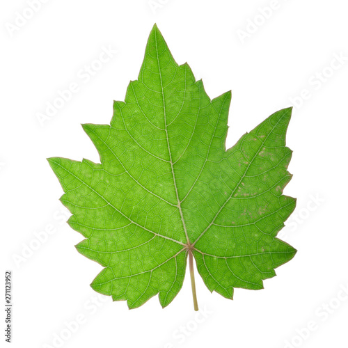 fresh green leaf of grape isolated on white background