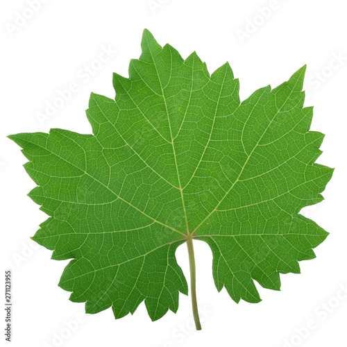 fresh green leaf of grape isolated on white background