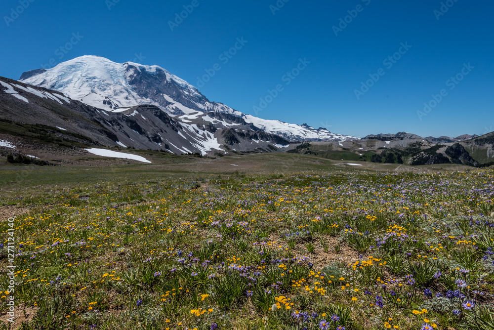 Fototapeta premium Wild Flower Meadow Below Mount Rainier