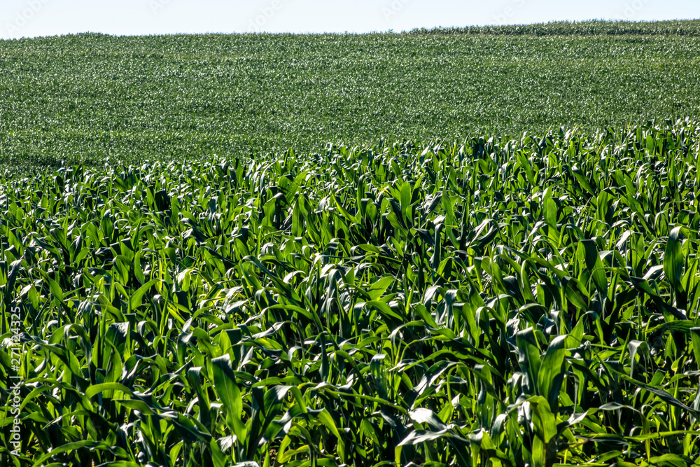 Green corn field in Brazil Green corn field in Brazil