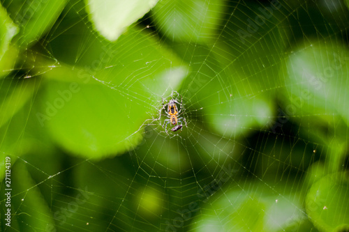 spider on web