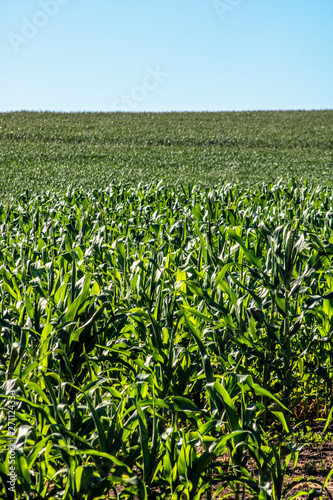 Green corn field in Brazil