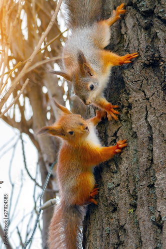 two young red squirrels on a tree trunk. Sciurus vulgaris, vertical view