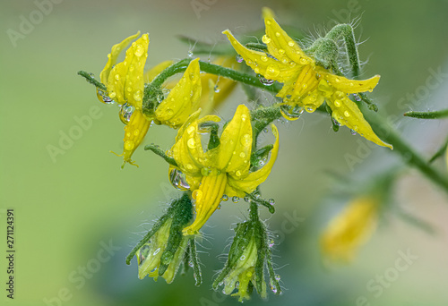 Close-up of a group of tomato flowers in the plant