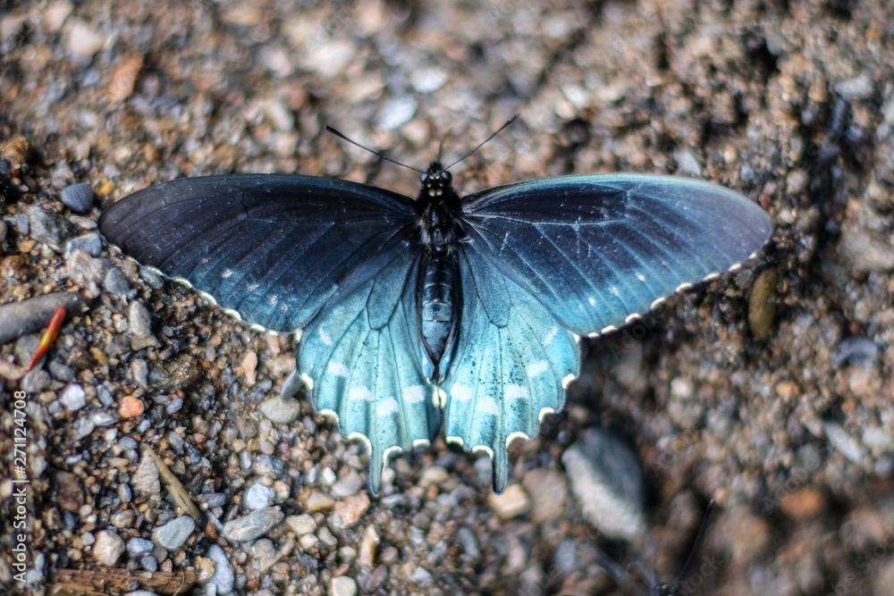 Blue Pipevine Swallowtail Blue Pipevine Swallowtail