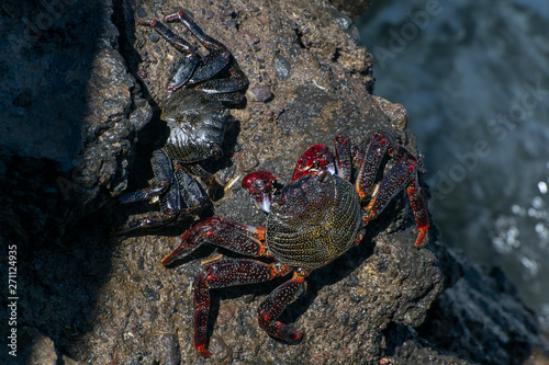 Crabs bask on the rocks