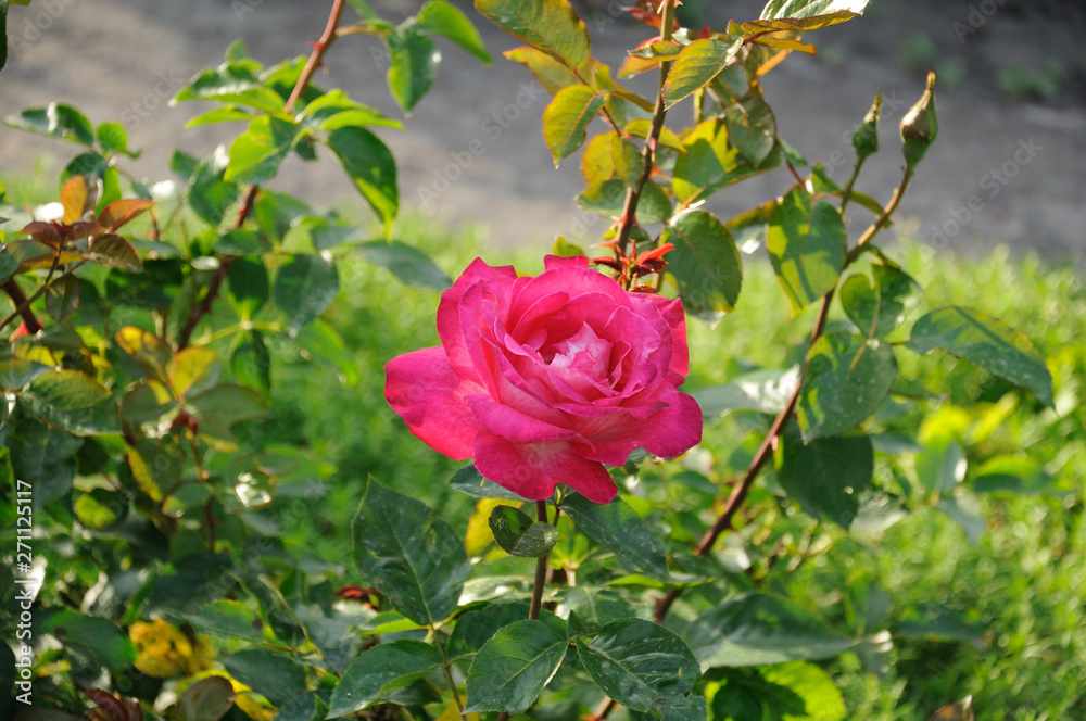 raspberry tea rose on the background of green leaves. raspberry tea rose on the background of green leaves.