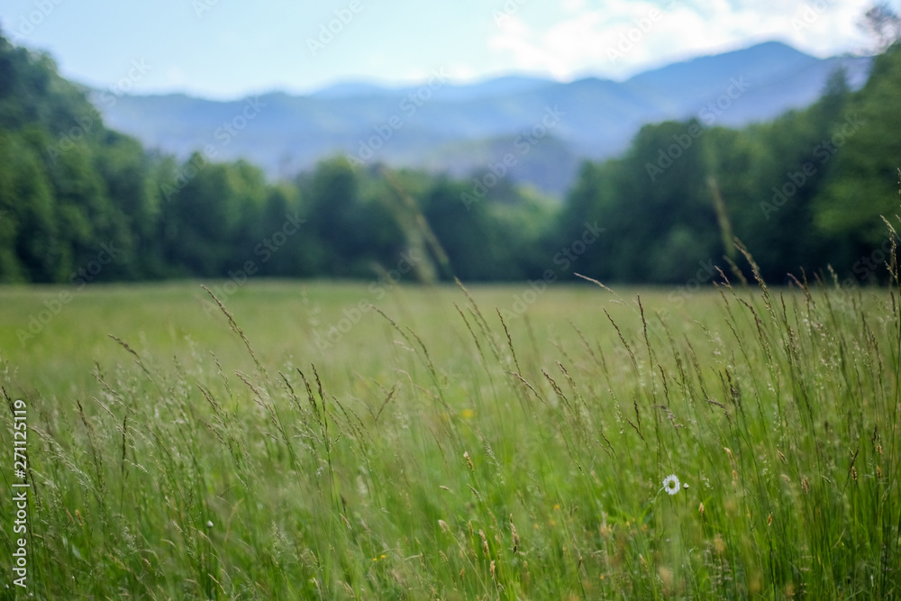 Cataloochee Meadow