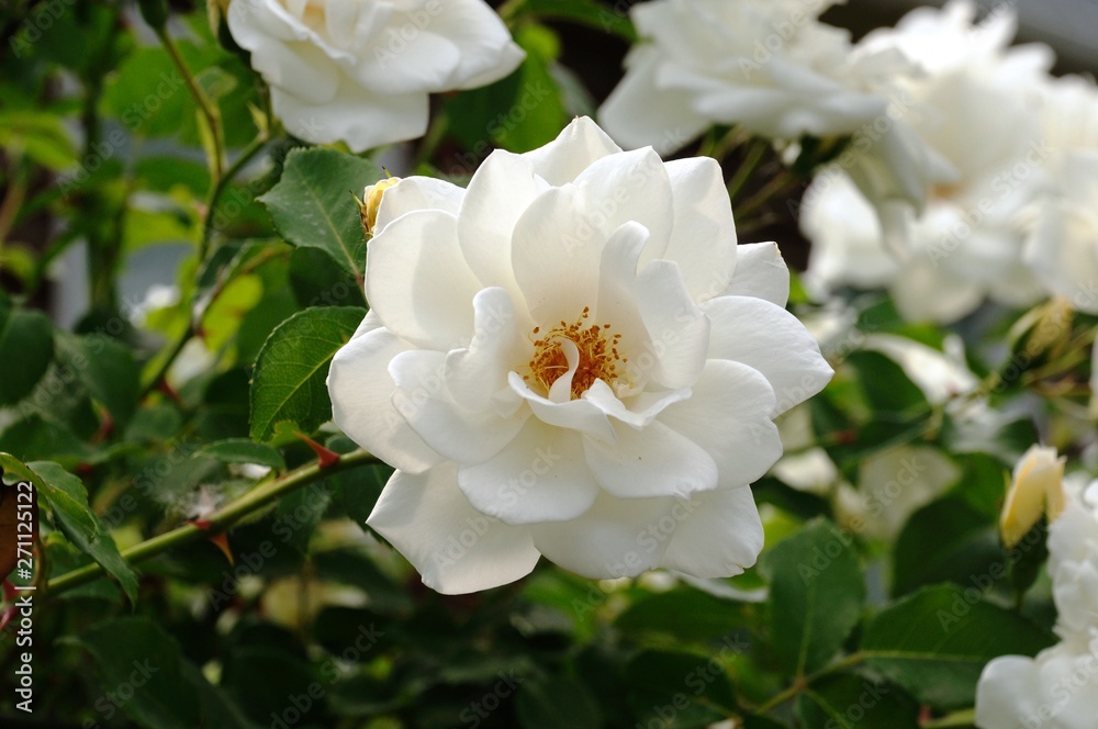 White tea rose on a background of green leaves. White tea rose on a background of green leaves.