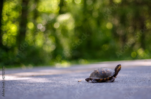 Why Did the Turtle Cross the Road