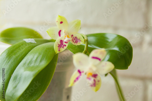 Beautiful rare orchid in pot on white background photo