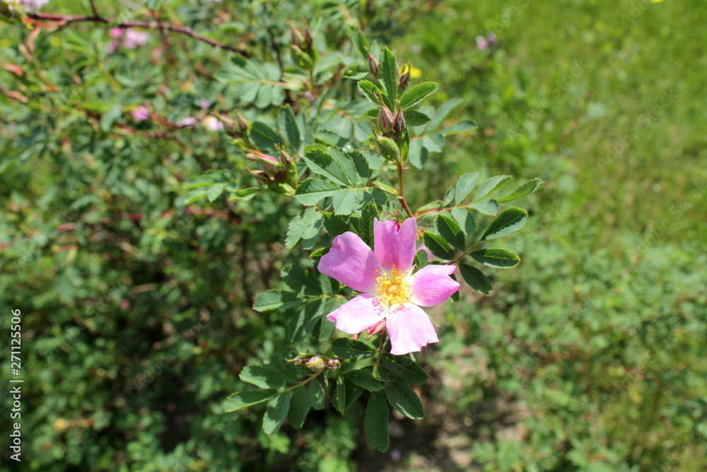 Pink flower Pink flower
