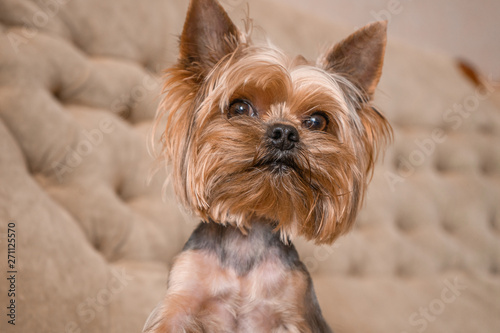 Dog yorkshire terrier on the couch © vell