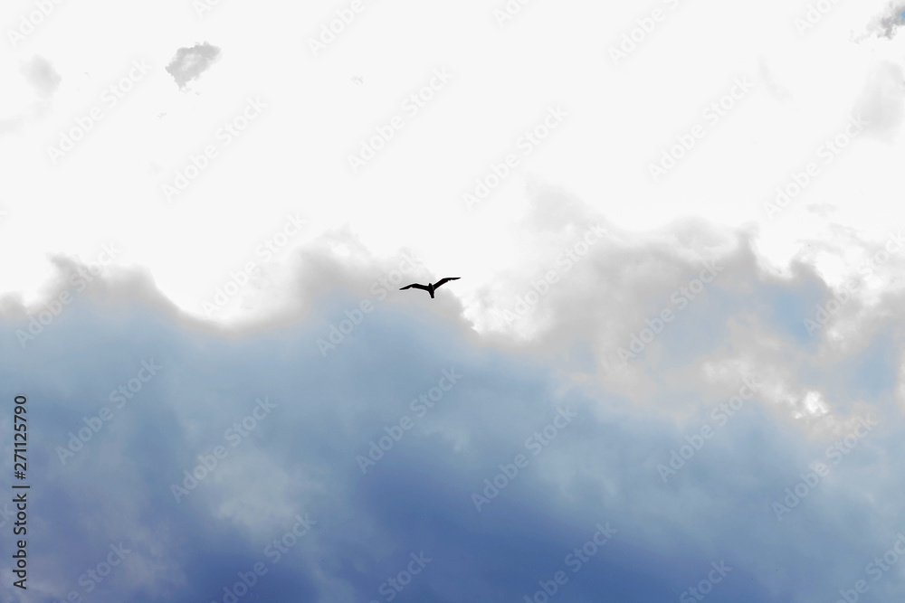 High in the sky a soaring bird against a cloudy sky