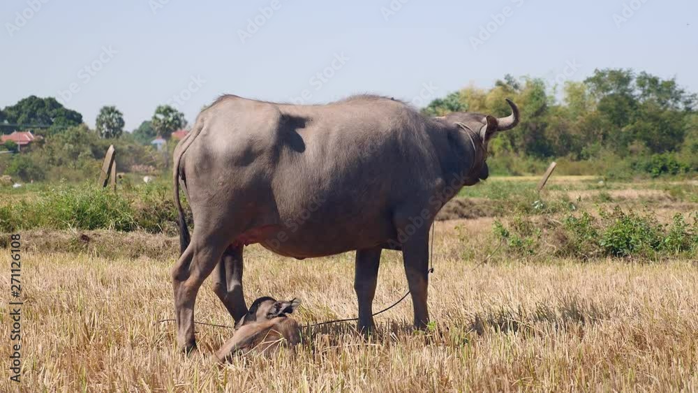 Back view of a buffalo calf stepping towards its mother buffalo grazing in a field Back view of a buffalo calf stepping towards its mother buffalo grazing in a field