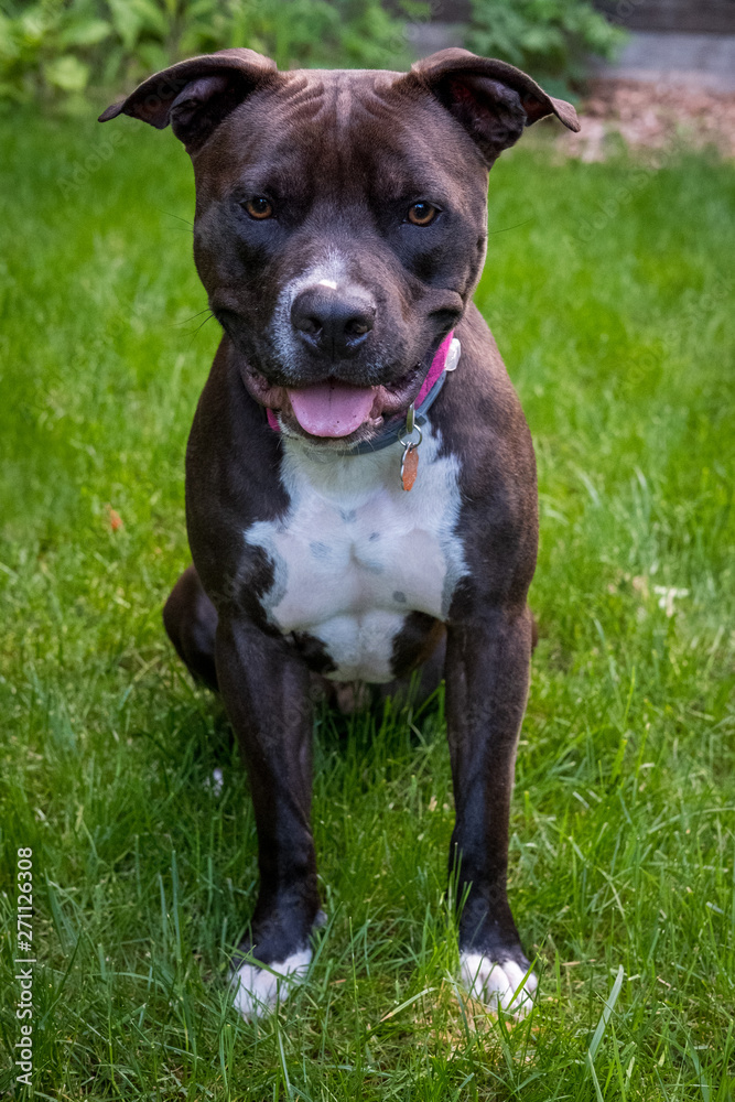 A dark colored pit bull sits calmly in the grass with a smile