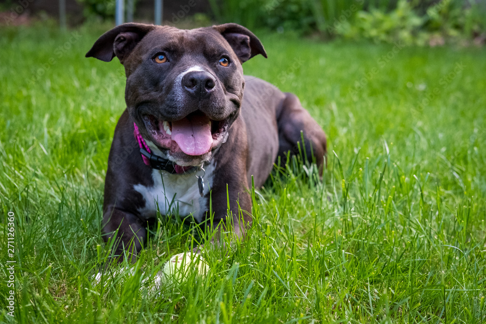 A dark colored pit bull sits calmly in the grass with a smile