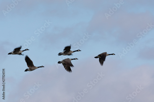 Canada geese flying in very tight formation against cloudy sky, seen in the wild near the San Francisco Bay