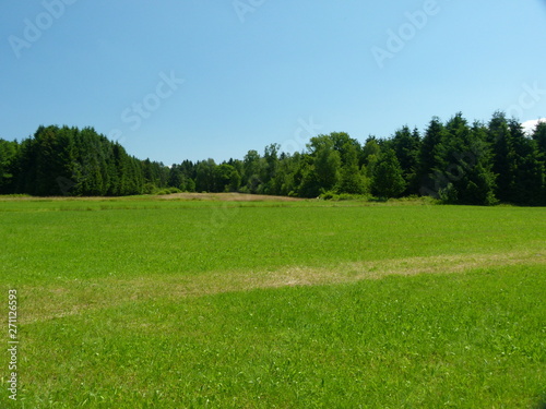 Fototapeta Naklejka Na Ścianę i Meble -  Große wiese in saftigem Grün mit Wald im Hintergrund