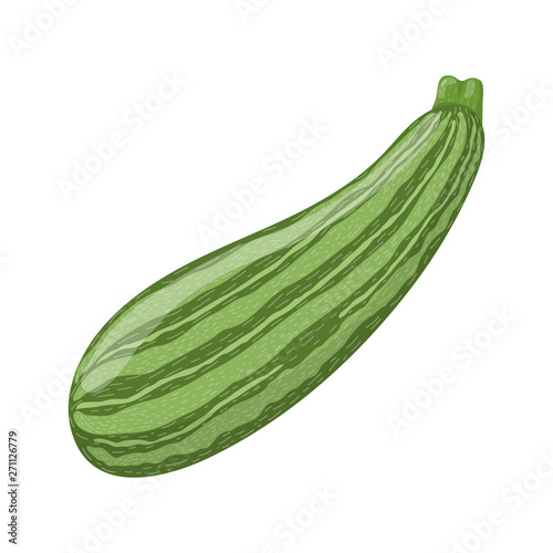 Fresh zucchini isolated on white background. Organic food. Cartoon style. Vector illustration for design.