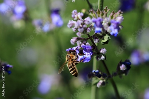 Fototapeta Naklejka Na Ścianę i Meble -  Die Biene an der Blüte