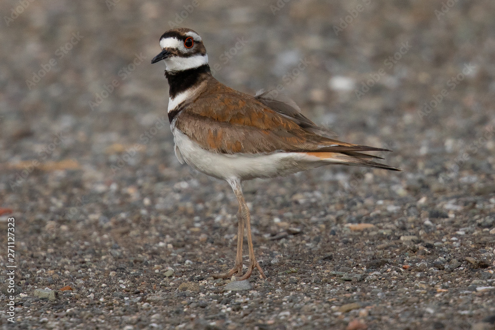 Killdeer seen in the wild in a North California marsh Killdeer seen in the wild in a North California marsh