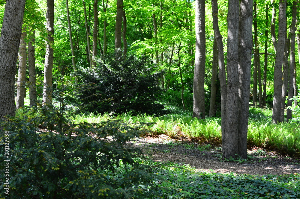 Obraz premium path in the forest