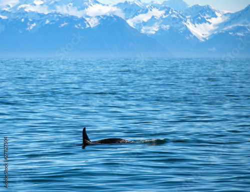 Orca Killer Whale surfacing in Kenai Fjords National Park in Seward Alaska United States