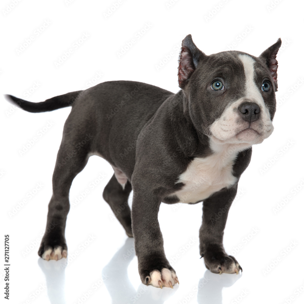 Determined blue American Bully looking to the side