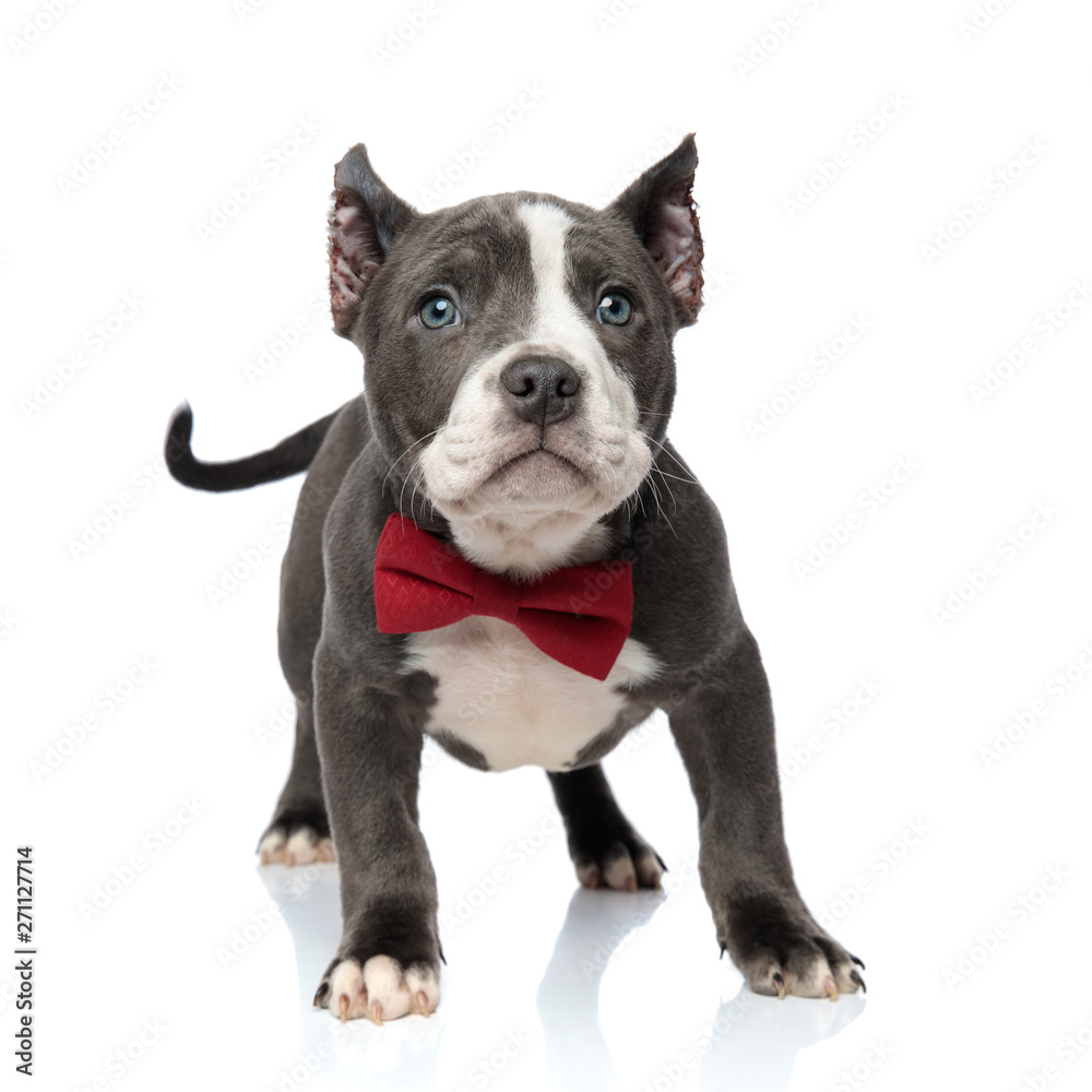 Playful American Bully standing and wearing a red bowtie