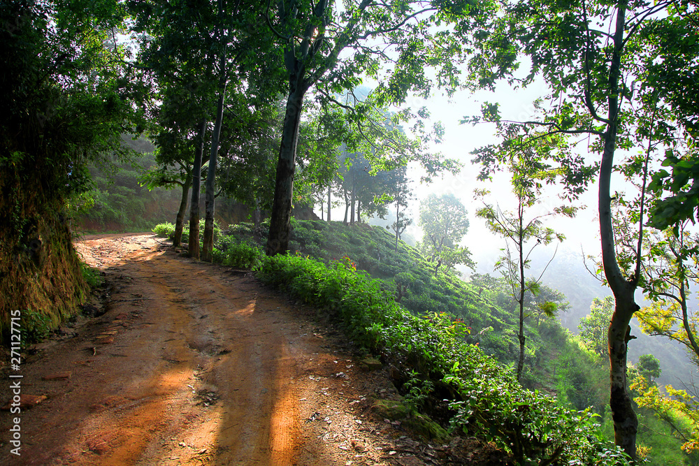 Fototapeta premium Hiking path through the trees to Little Adams Peak