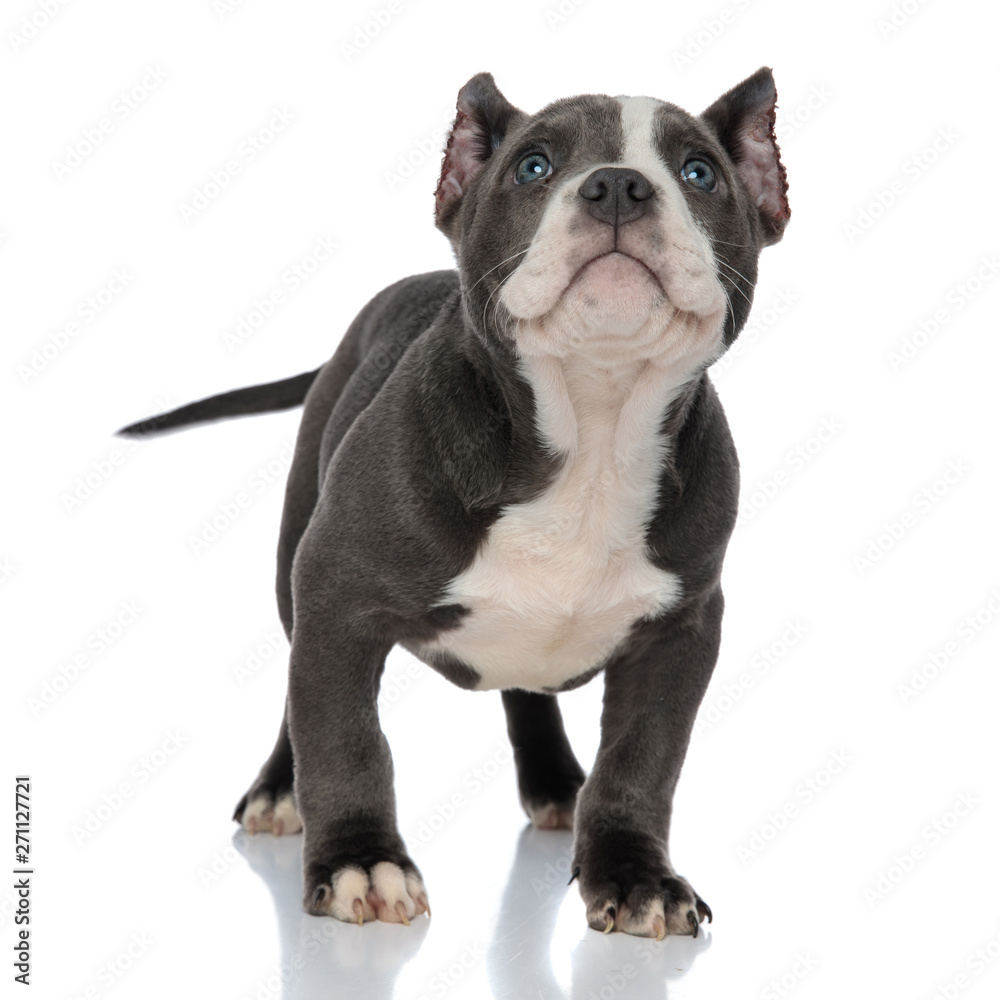 Adorable American Bully puppy wiggling his tail