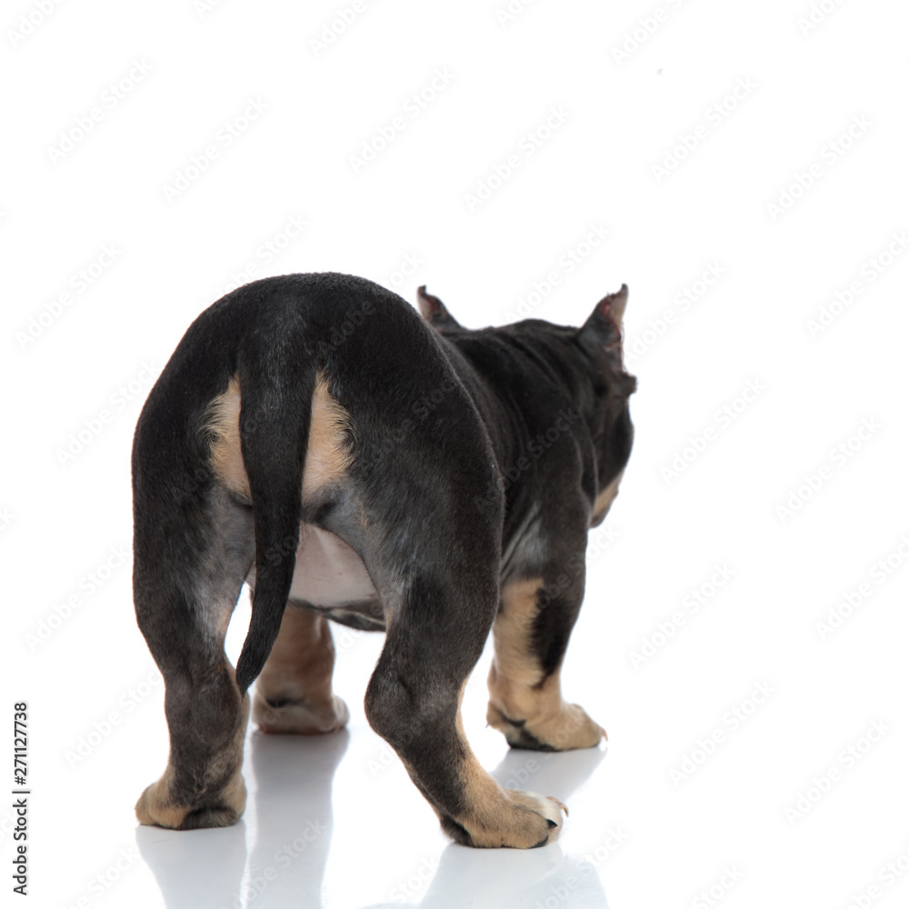 Fototapeta premium Rear view of a black American Bully standing