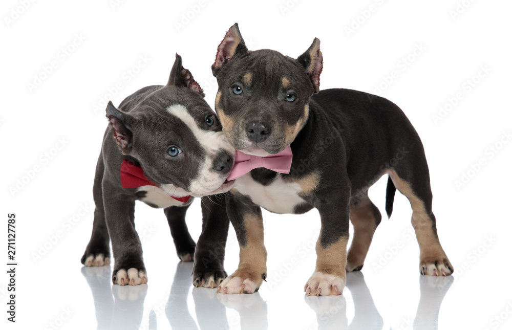 American Bully chewing on his friend's pink bowtie