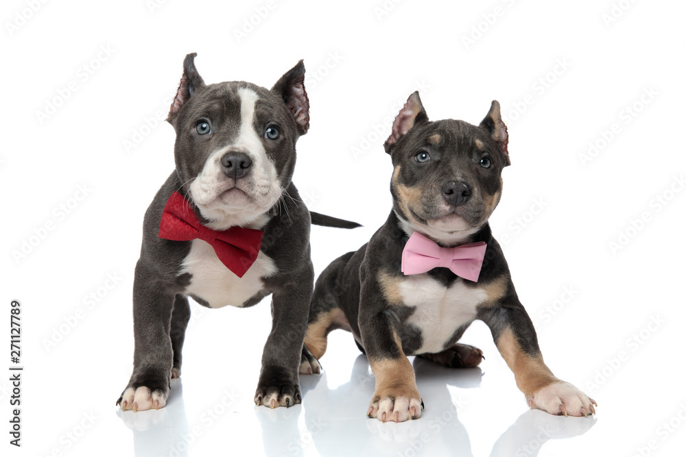 Brave American Bully puppies confidently looking forward
