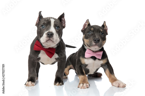 Brave American Bully puppies confidently looking forward