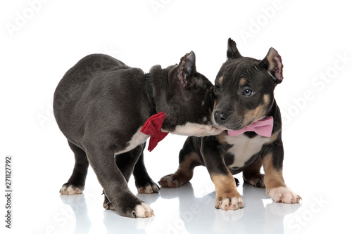 Fototapeta Naklejka Na Ścianę i Meble -  Playful American Bully puppy sniffing his friend