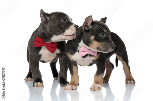 Adorable American Bully puppies curiously looking sideways