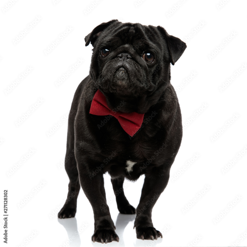 Concerned pug looking forward and frowning Concerned pug looking forward and frowning