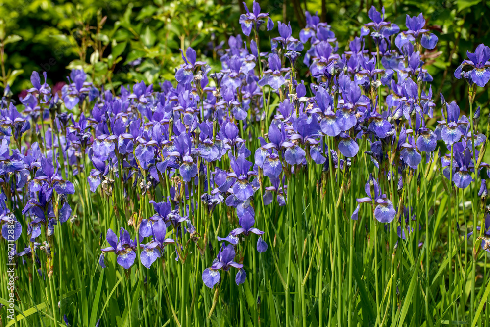 Blue flowers Iris versicolor beautifully blooming in the garden Blue flowers Iris versicolor beautifully blooming in the garden
