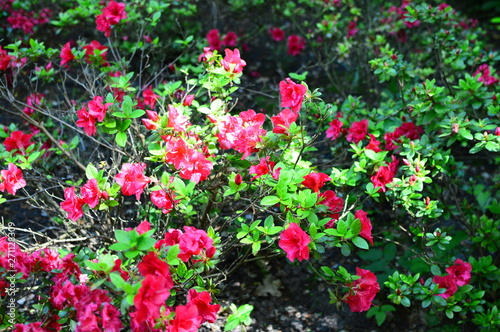 flower in the garden