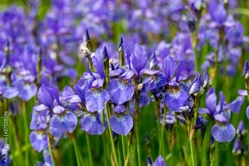 Obraz na płótnie Blue flowers Iris versicolor beautifully blooming in the garden w salonie