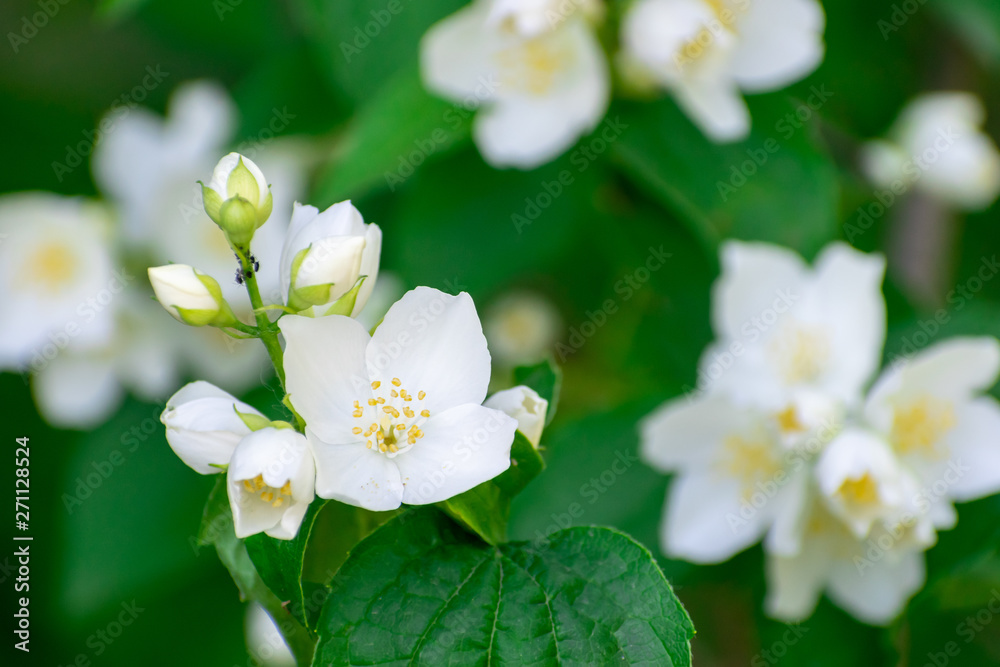 Jasmine blossom closeup